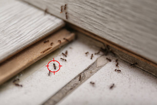 Professional Pest Control in Awendaw, SC