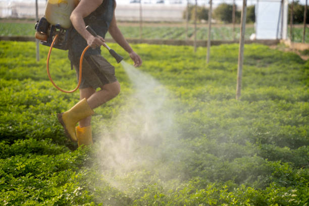 Best Wasp Removal Services  in Awendaw, SC