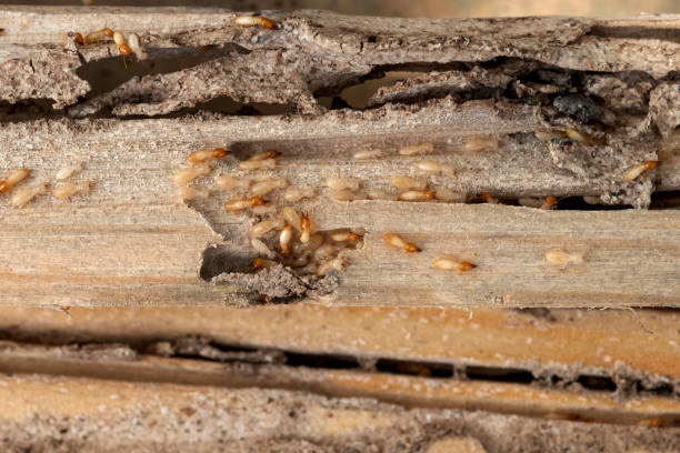 Pest Control Cost in Awendaw, SC